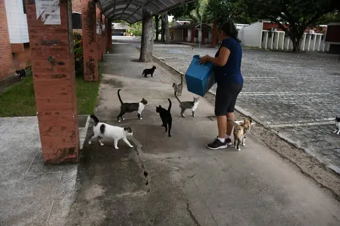 MPT determina que UFPB restrinja acesso de gatos em 180 dias para garantir saúde de estudantes e servidores