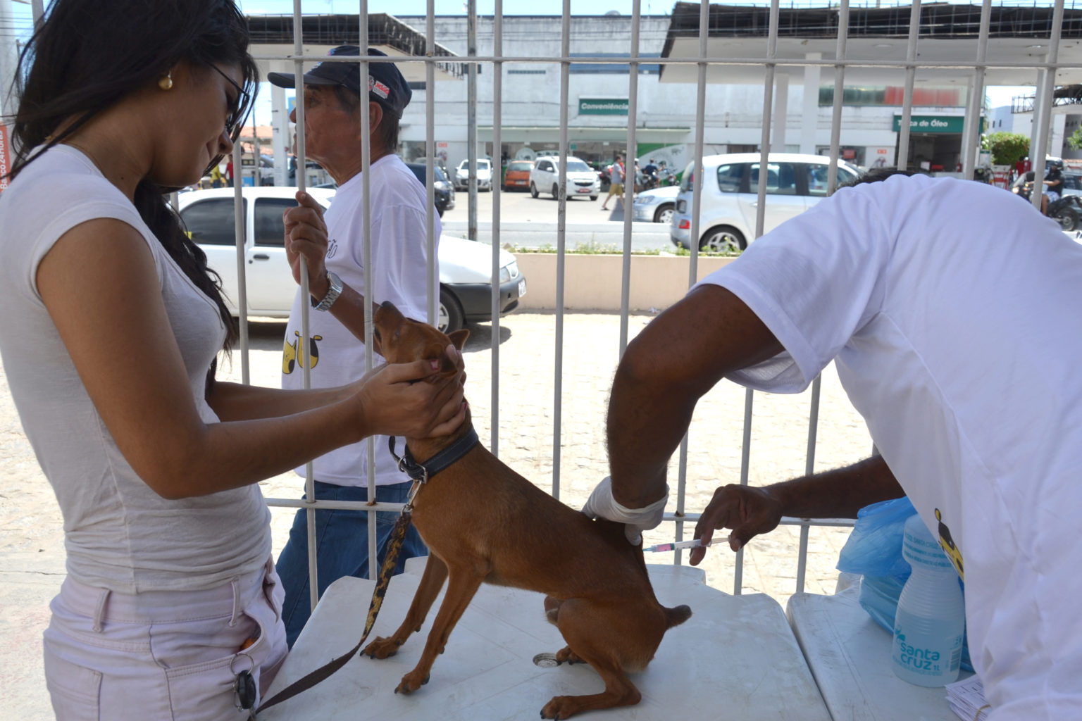 Dia D de Vacinação Antirrábica acontece neste sábado em JP; confira os locais