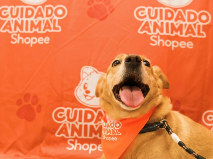 Shopee e Ampara Animal fazem mutirões gratuitos de saúde pet