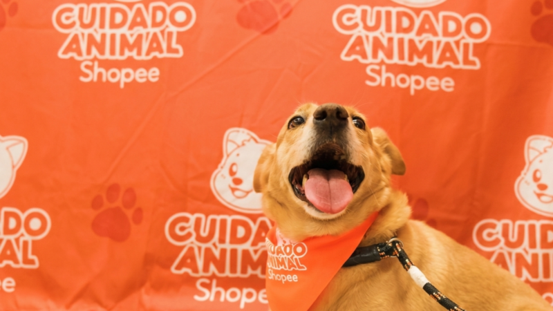 Shopee e Ampara Animal fazem mutirões gratuitos de saúde pet