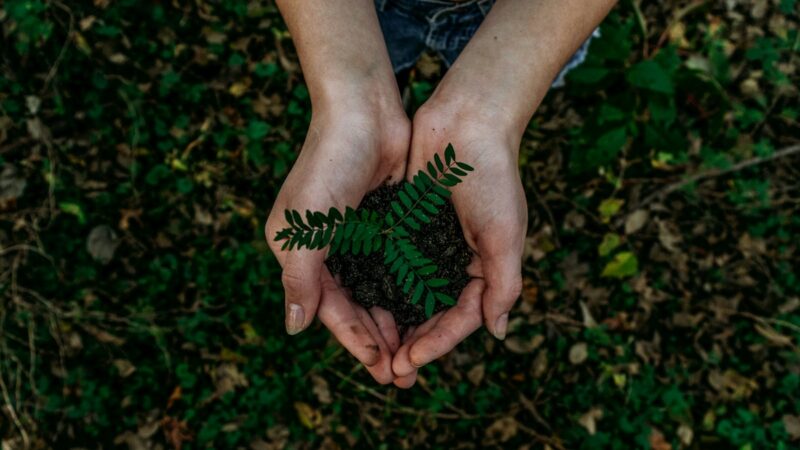 Future Climate abre a conta de restaurar 12 mil hectares