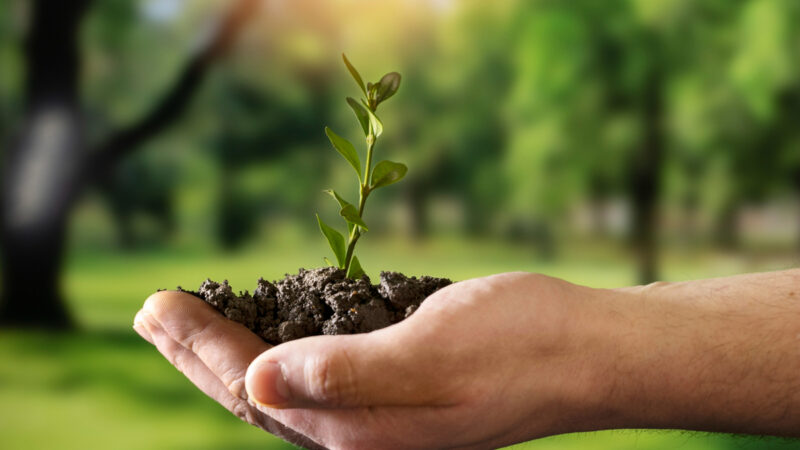 Restauração produtiva remunera o produtor antes do carbono