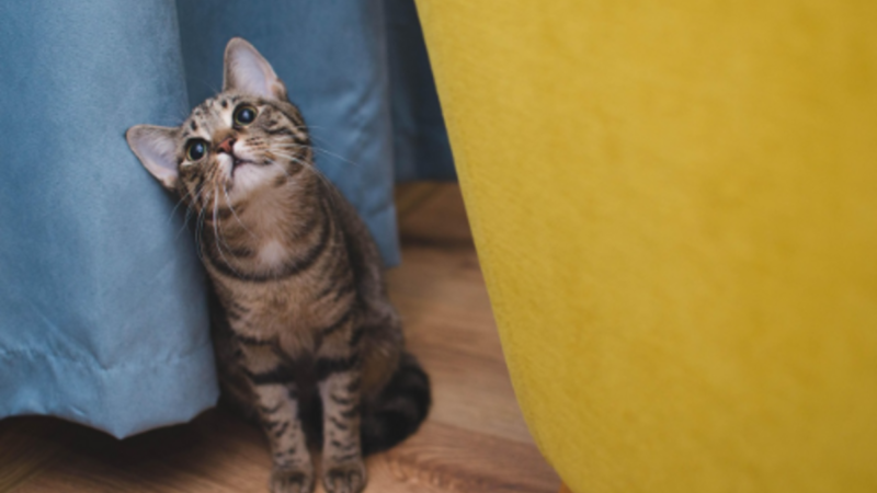 Veterinário online amplia acesso à orientação para pets