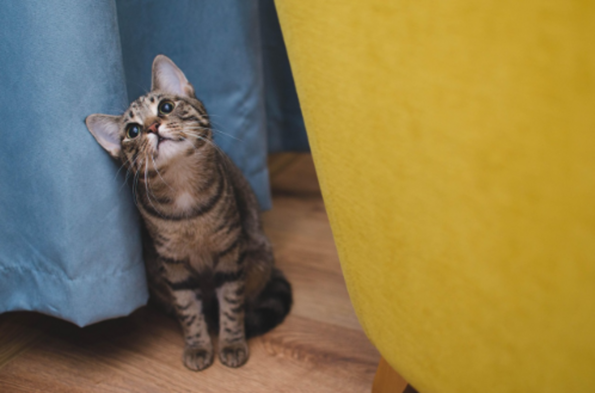 Veterinário online amplia acesso à orientação para pets