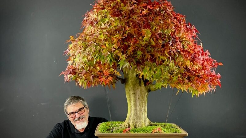 Curitiba terá maior evento de bonsai do Brasil