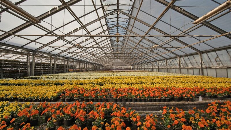 IA transforma o varejo de flores e otimiza operações